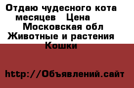 Отдаю чудесного кота 7 месяцев › Цена ­ 10 - Московская обл. Животные и растения » Кошки   